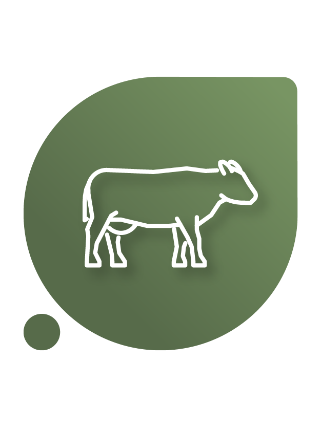 Probióticos para bovinos