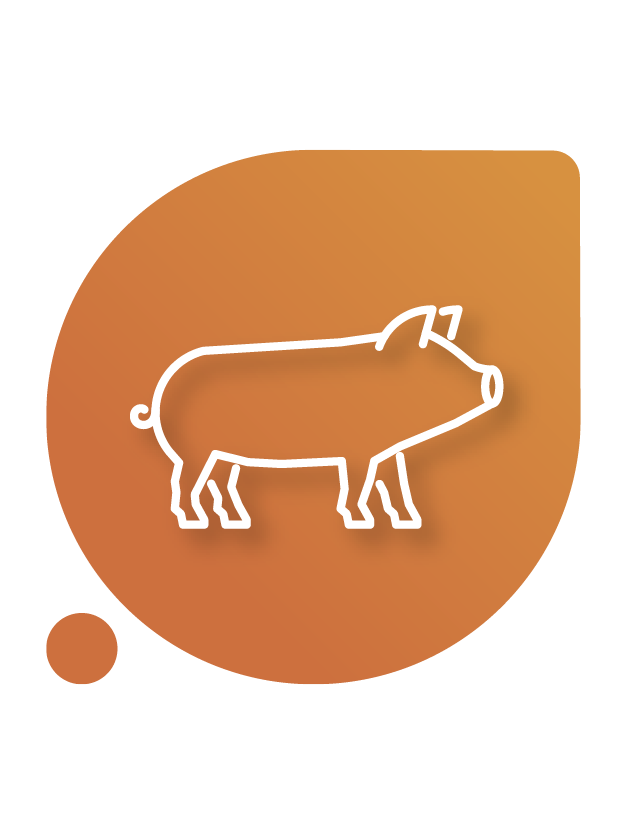 Probióticos para suínos